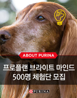 네슬레 퓨리나 펫케어 브라이트 마인드 체험단 모집.